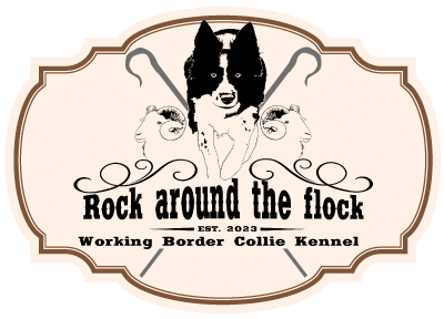 Logo Rock around the flock Border Collies