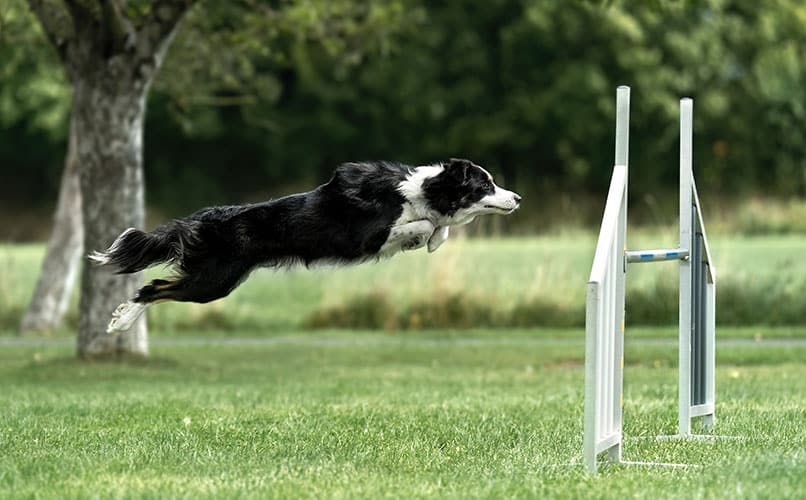 Reeva beim Agility