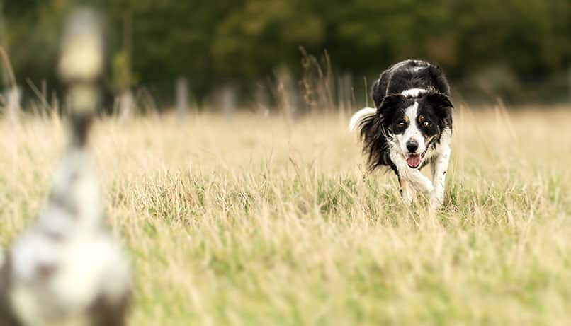 Border Collie Hündin Reeva beim Hüten